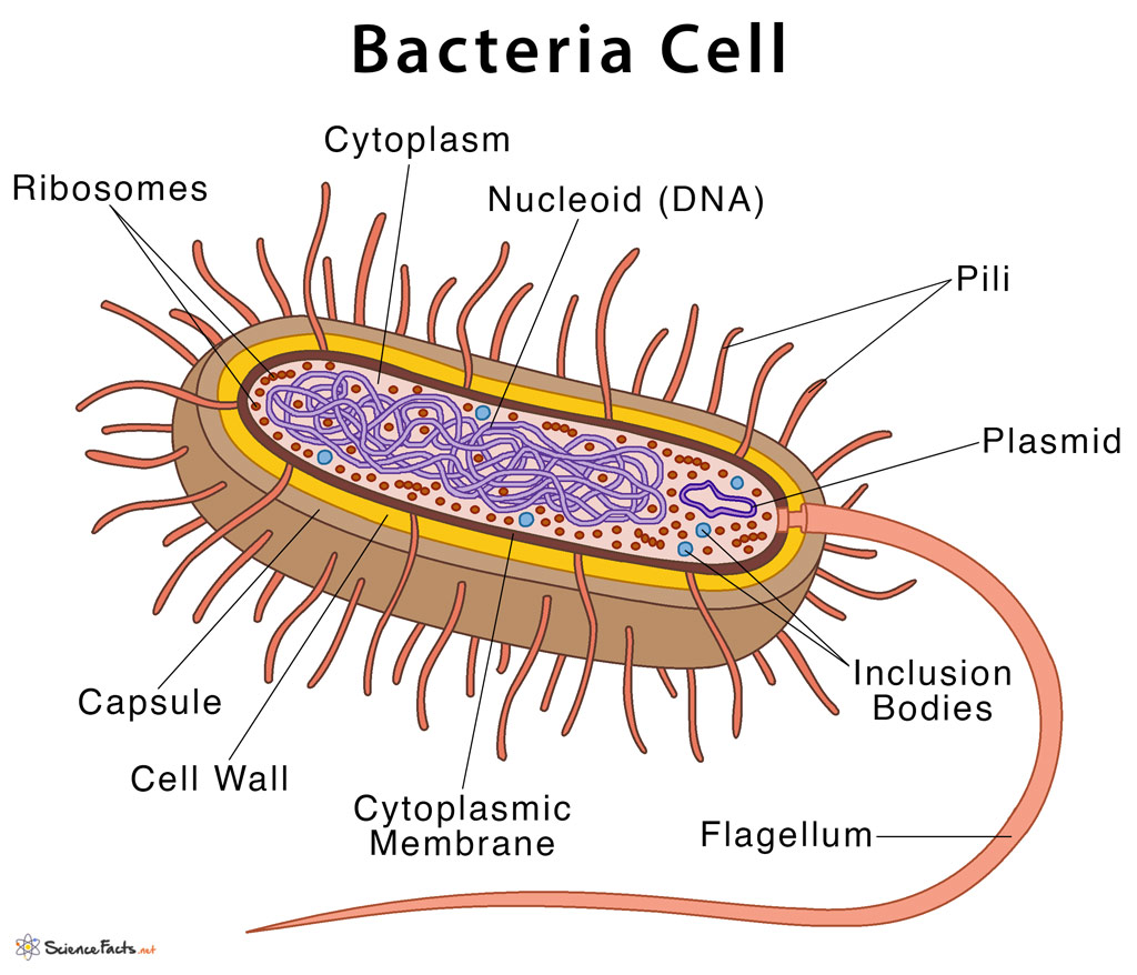 anatomy of a bacteria cell
