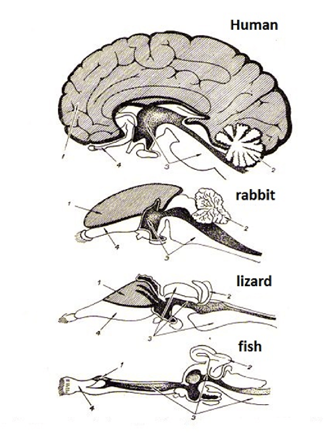comparative brain development — fish, lizard, rabbit, human